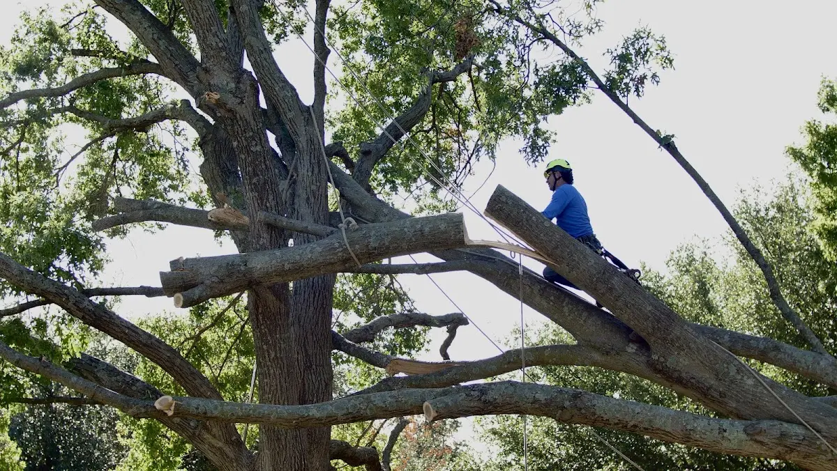 Professional Hazardous Tree Removal performed by certified arborists in Dutton