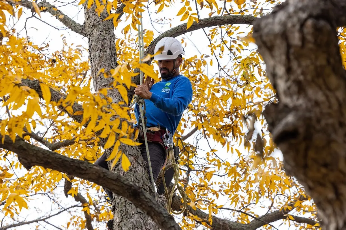 Skilled Storm Damage Cleanup crew working in Dutton
